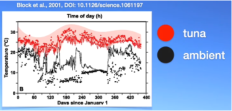 <p><span>-</span><span style="font-family: "Times New Roman"; line-height: normal; font-size: 7pt;">&nbsp;&nbsp;&nbsp;&nbsp;&nbsp;&nbsp;&nbsp;&nbsp;&nbsp;&nbsp;&nbsp;&nbsp;&nbsp; </span><span>Blue fin tuna: cold water predators</span></p><p class="MsoListParagraphCxSpMiddle"><span style="font-family: "Courier New";">o</span><span style="font-family: "Times New Roman"; line-height: normal; font-size: 7pt;">&nbsp;&nbsp; </span><span>High latitude</span></p><p class="MsoListParagraphCxSpMiddle"><span style="font-family: "Courier New";">o</span><span style="font-family: "Times New Roman"; line-height: normal; font-size: 7pt;">&nbsp;&nbsp; </span><span>Dive up to 1000m to hunt (specifically for squid)</span></p><p class="MsoListParagraphCxSpMiddle"><span>-</span><span style="font-family: "Times New Roman"; line-height: normal; font-size: 7pt;">&nbsp;&nbsp;&nbsp;&nbsp;&nbsp;&nbsp;&nbsp;&nbsp;&nbsp;&nbsp;&nbsp;&nbsp;&nbsp;</span><span>How are they able to remain so active in these cold waters?</span></p><p class="MsoListParagraphCxSpMiddle"><span style="font-family: "Courier New";">o</span><span style="font-family: "Times New Roman"; line-height: normal; font-size: 7pt;">&nbsp;&nbsp; </span><span>Verging on endothermic fish (exercise internal regulation of body temperatures)</span></p><p class="MsoListParagraphCxSpMiddle"><span style="font-family: "Courier New";">o</span><span style="font-family: "Times New Roman"; line-height: normal; font-size: 7pt;">&nbsp;&nbsp; </span><span>Tuna temperatures are above ambient temperatures of the environment</span></p><p class="MsoListParagraphCxSpMiddle"><span>-</span><span style="font-family: "Times New Roman"; line-height: normal; font-size: 7pt;">&nbsp;&nbsp;&nbsp;&nbsp;&nbsp;&nbsp;&nbsp;&nbsp;&nbsp;&nbsp;&nbsp;&nbsp;&nbsp; </span><span>Adaptations:</span></p><p class="MsoListParagraphCxSpMiddle"><span style="font-family: "Courier New";">o</span><span style="font-family: "Times New Roman"; line-height: normal; font-size: 7pt;">&nbsp;&nbsp; </span><span>Large size, <em>small surface area to volume ratio</em></span></p><p class="MsoListParagraphCxSpMiddle"><span style="font-family: "Courier New";">o</span><span style="font-family: "Times New Roman"; line-height: normal; font-size: 7pt;">&nbsp;&nbsp; </span><span>Counterflow in their veins and arteries</span></p><p class="MsoListParagraphCxSpMiddle"><span>§</span><span style="font-family: "Times New Roman"; line-height: normal; font-size: 7pt;">&nbsp; </span><span>Veins: circulate in warm blood</span></p><p class="MsoListParagraphCxSpMiddle"><span>§</span><span style="font-family: "Times New Roman"; line-height: normal; font-size: 7pt;">&nbsp; </span><span>Arteries: bring in cold blood from exterior</span></p><p class="MsoListParagraphCxSpMiddle"><span>§</span><span style="font-family: "Times New Roman"; line-height: normal; font-size: 7pt;">&nbsp; </span><span>Arteries are able to “pick up” some of the heat from the veins</span></p><p class="MsoListParagraphCxSpMiddle"><span style="font-family: "Courier New";">o</span><span style="font-family: "Times New Roman"; line-height: normal; font-size: 7pt;">&nbsp;&nbsp; </span><span>Heart able to handle cold</span></p><p class="MsoListParagraphCxSpLast"><span>§</span><span style="font-family: "Times New Roman"; line-height: normal; font-size: 7pt;">&nbsp; </span><span>Shots of adrenaline are sent to the heart to make sure it doesn’t fail in the cold temperatures</span></p>