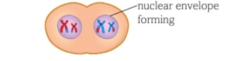 <ul><li><p>nuclear envelopes form</p></li><li><p>cytokinesis</p></li><li><p>short interphase</p></li><li><p>in plants this does not exist</p></li></ul><p></p>