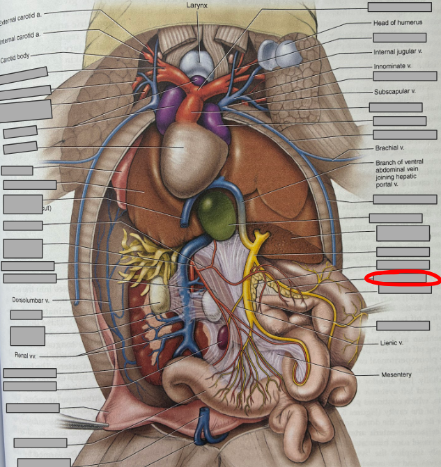 <p>What part of the organism is this?</p>
