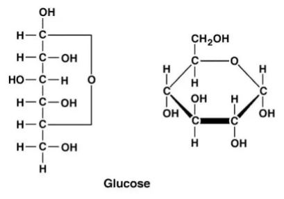 <p>Contain C, H, and O</p><p>•Cn(H2O)n</p><p> n = number of carbon atoms</p>