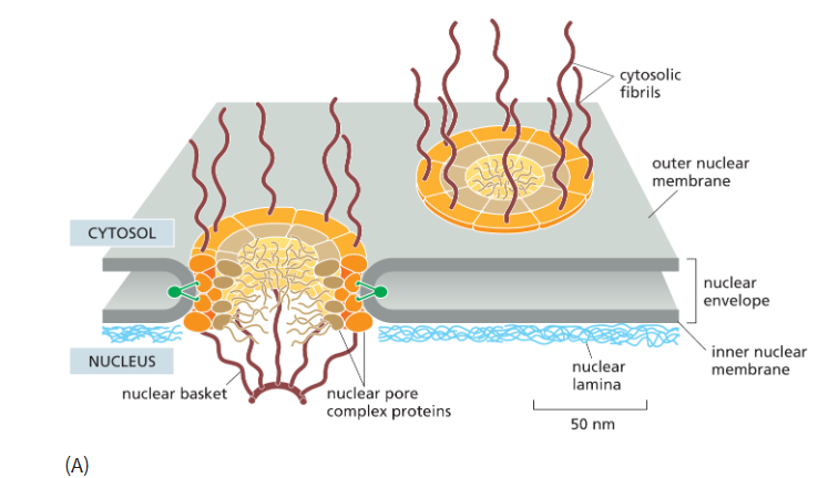 <p>alot of the proteins lining the nuclear pore has large unstructured regions where the polypeptide chains r v disordered.</p><ul><li><p>these disordered segments form a soft, tangled meshwork that fills the center of the channel, <strong>preventing the passage of large molecules </strong>but allowing small, water-soluble molecules to pass freely and nonselectively between the nucleus and the cytosol.</p></li></ul><p></p>