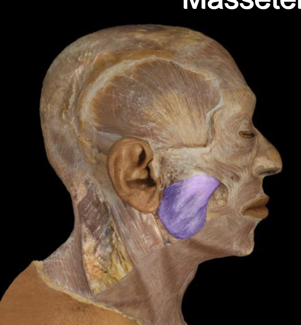 <p>Side of the Jaw (For chewing)</p>