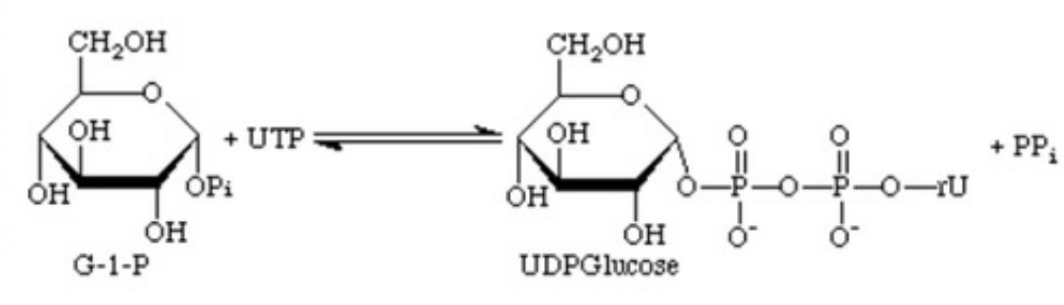 <p>What is the activation reaction for glycogen synthesis?</p>