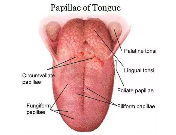 <p>Define <u>filiform papillae</u>  (part of the tongue)</p>