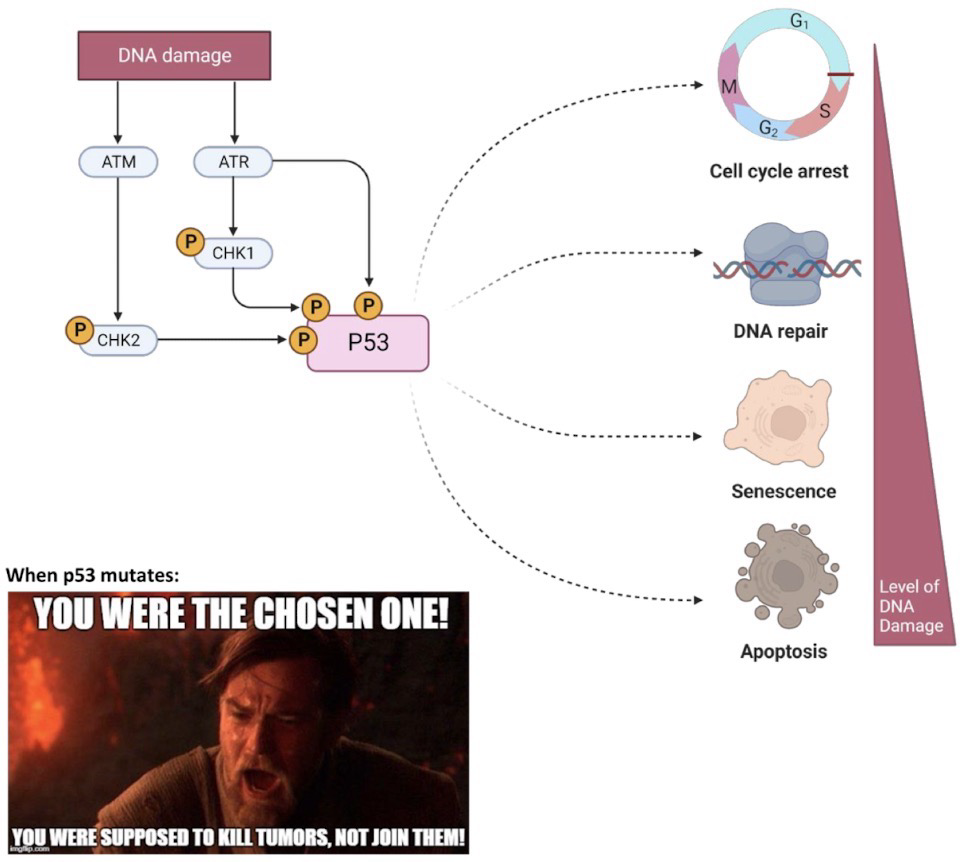 <p>TP53 is mutated in ~50% of all human cancers; Loss of <strong>p53</strong> function results in defective response to DNA damage; Extremely critical in tumor regulation</p><p><strong>p53</strong>: Zinc finger <strong>transcription</strong> <strong>factor</strong>; Activated in response to cell stress; including DNA damage; <strong>homotetramer</strong> (4)</p><p>p53 regulates multiple genes that are important for the cellular stress responses such as <strong>DNA repair</strong>, sustained <strong>cell cycle arrest</strong>, and <strong>apoptosis</strong></p><p><strong>Kinases</strong> phosphorylate p53 when there is DNA damage, which increases p53 stability; Ataxia Telangiectasia Mutated (ATM) kinase is one</p>