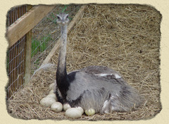 <p>sự ấp trứng</p><p>The male takes over the incubation of the eggs</p>