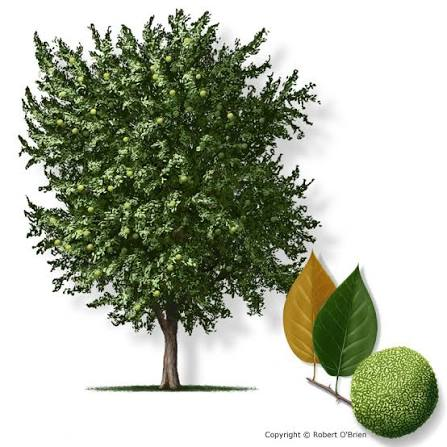 <p>Native to AR, only in southwest region</p><p>bark is orange-brown, furrowed</p><p>leaves simple, alternate</p><p>fruits multiples of achenes, bright green (not edible)</p>