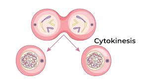<p>What happens during cytokinesis?</p>