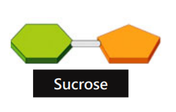<p>Disaccharide </p>