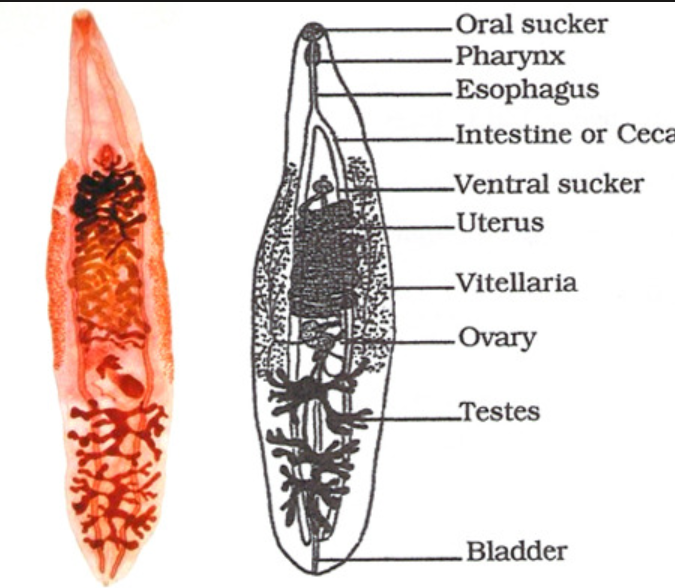 <p>the liver fluke</p><p>both sexes in one</p><p>human parasite</p>