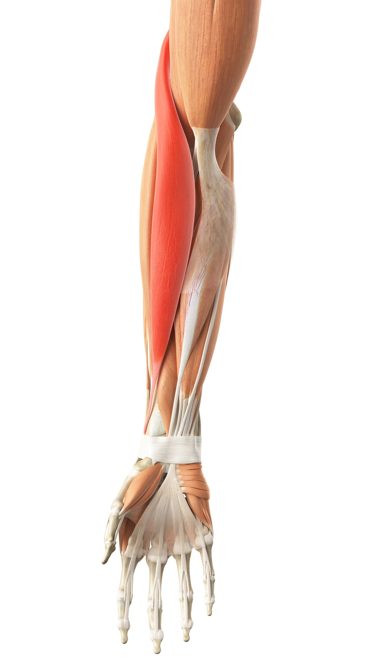 <p>Flexion</p>