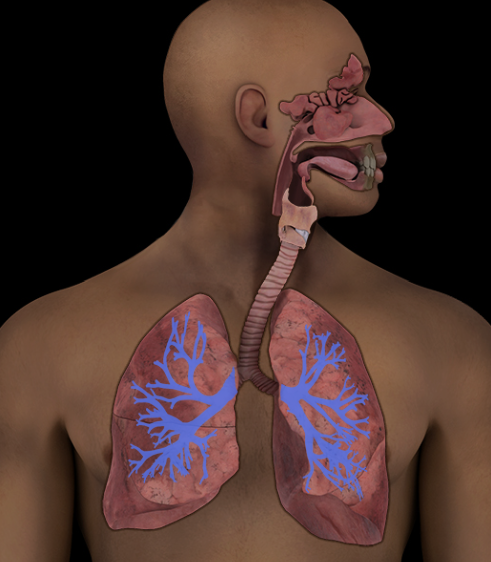 <p>Bronchial tree</p>