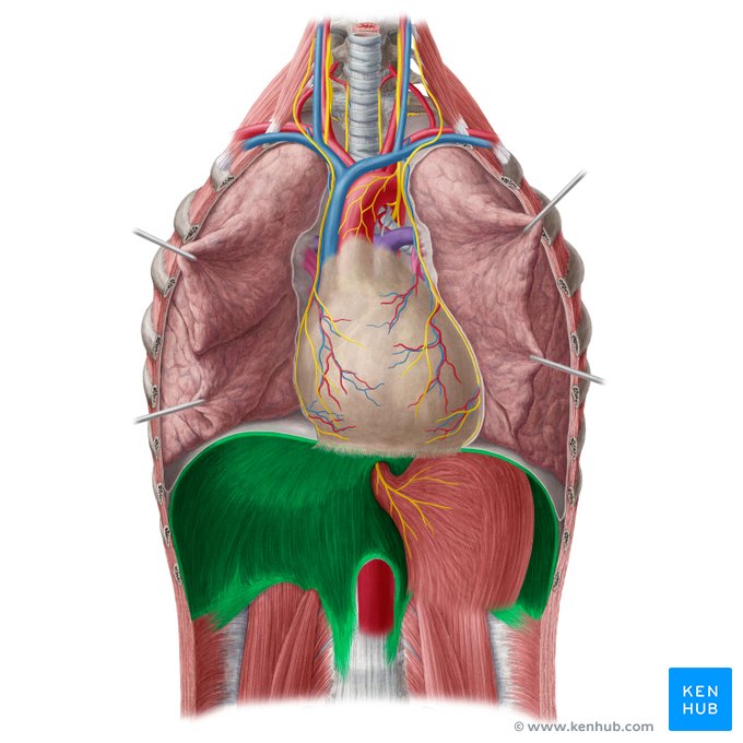 <p>The primary muscle of inhalation; contracts and moves downward to increase thoracic volume. It can also compress abdominal contents.</p>