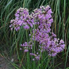 <p><span>Allium cernuum</span></p>