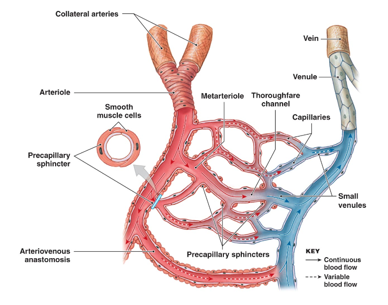 <p>What are capillaries?</p>