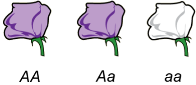 <p>Alleles whose expression is masked by other alleles at a locus, and are only expressed when homozygous. Designated by small letters.</p>
