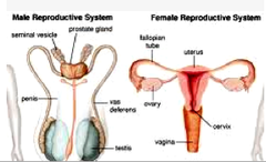 <p>Makes it possible for humans to produce offspring.</p>