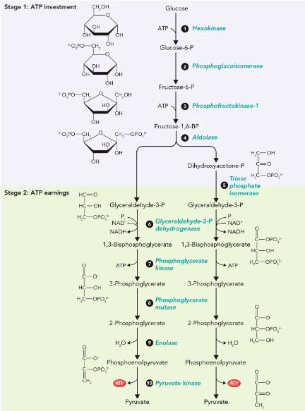 <p>a series of reactions that extract energy from glucose by splitting it into two three-carbon molecules called pyruvates</p><p>produce two molecules of ATP</p><p>Consists of 10 enzymatic reactions</p><p>occurs in nearly all organisms, both aerobic and anaerobic</p><p>does not use oxygen (anaerobic) and predates photosynthesis</p>