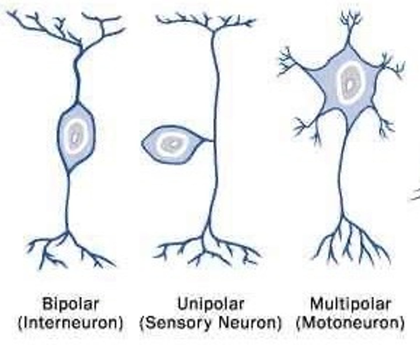 <p>Sends signals to effectors</p>