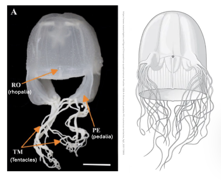 <p>Class Cubozoa (Medusozoa)</p>