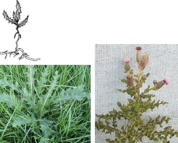 <p><strong>Plant family:</strong> Asteraceae<br><strong>Life cycle:</strong> Perennial<br><strong>Key persistence / spread:</strong> Extensive creeping root system<br><strong>Farming systems:</strong> Pastures, cropping land</p><p><strong> How to identify</strong></p><p>It rarely occurs as single plants; instead, it appears in distinct patches created by underground spreading roots. New shoots can emerge metres away from the parent plant.</p><p>Leaves are bright green and lobed with sharp spines only along the margins, never on the leaf surface. Leaves are soft between spines, unlike Scotch thistle.</p><p>Stems are upright and branch near the top. Flower heads are smaller and more numerous than Scotch thistle and may be purple or pale depending on plant sex.</p><p>Unlike biennial thistles, it regrows repeatedly after cutting due to its root system.</p>