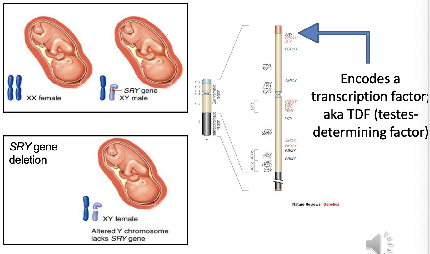 <p>Has SRY gene that promotes testes development</p><ul><li><p>the genes has TDF (testes-determining factor)</p></li></ul><p></p>