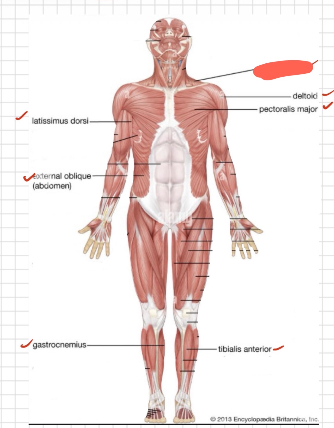 <p>Name of muscle</p>