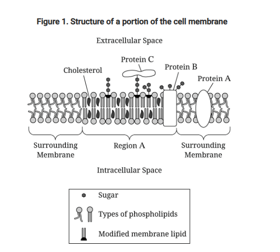 <p>Researchers have identified regions, including region A in Figure 1, of the cell membrane that have a different density and composition than the surrounding membrane.<br>Which of the following best describes the chemical composition of the different types of macromolecules that make up the membrane represented in Figure 1?</p><p>A) All the molecules contain carbon and oxygen, but only some contain nitrogen.</p><p>B) All the molecules contain carbon and hydrogen, but only some contain oxygen.</p><p>C) All the molecules contain carbon and oxygen, but only some contain hydrogen.</p><p>D) All the molecules contain carbon and nitrogen, but only some contain oxygen.</p>