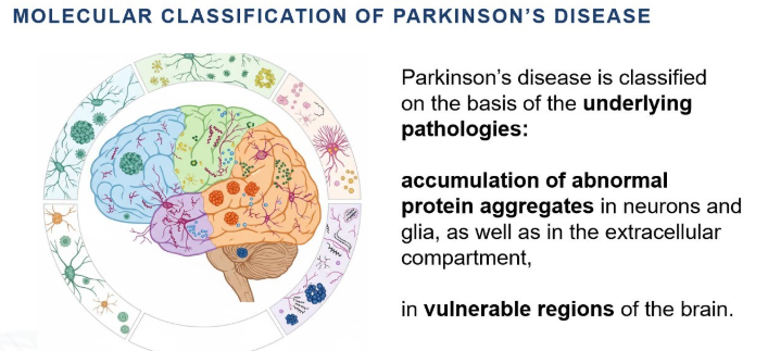 <p>in neurons and glia as well as in extracellular compartment</p>