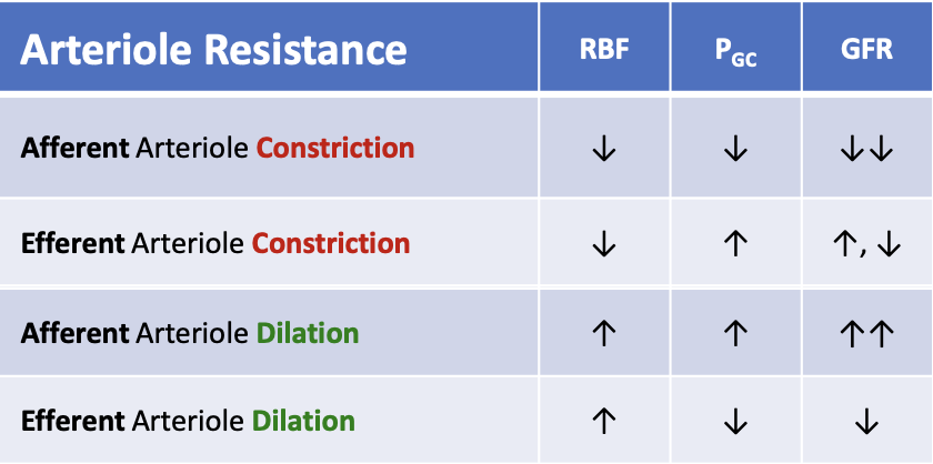 <p>What happens to renal blood flow (RBF) when efferent arteriole dilates?</p>