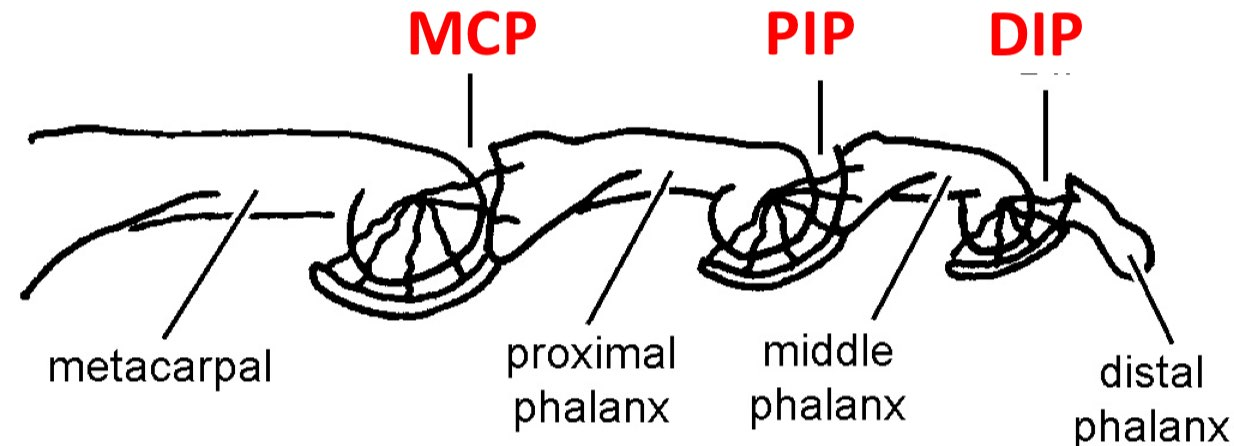 <p>3 synovial joints</p><p>Metacarpophalangeal (MCP): Between metacarpals + proximal phalanges</p><p>Interphalangeal (IP):</p><ul><li><p>Proximal (PIP): Between proximal + middle phalanges</p></li><li><p>Distal (DIP): Between middle + distal phalanges</p></li></ul><p></p>