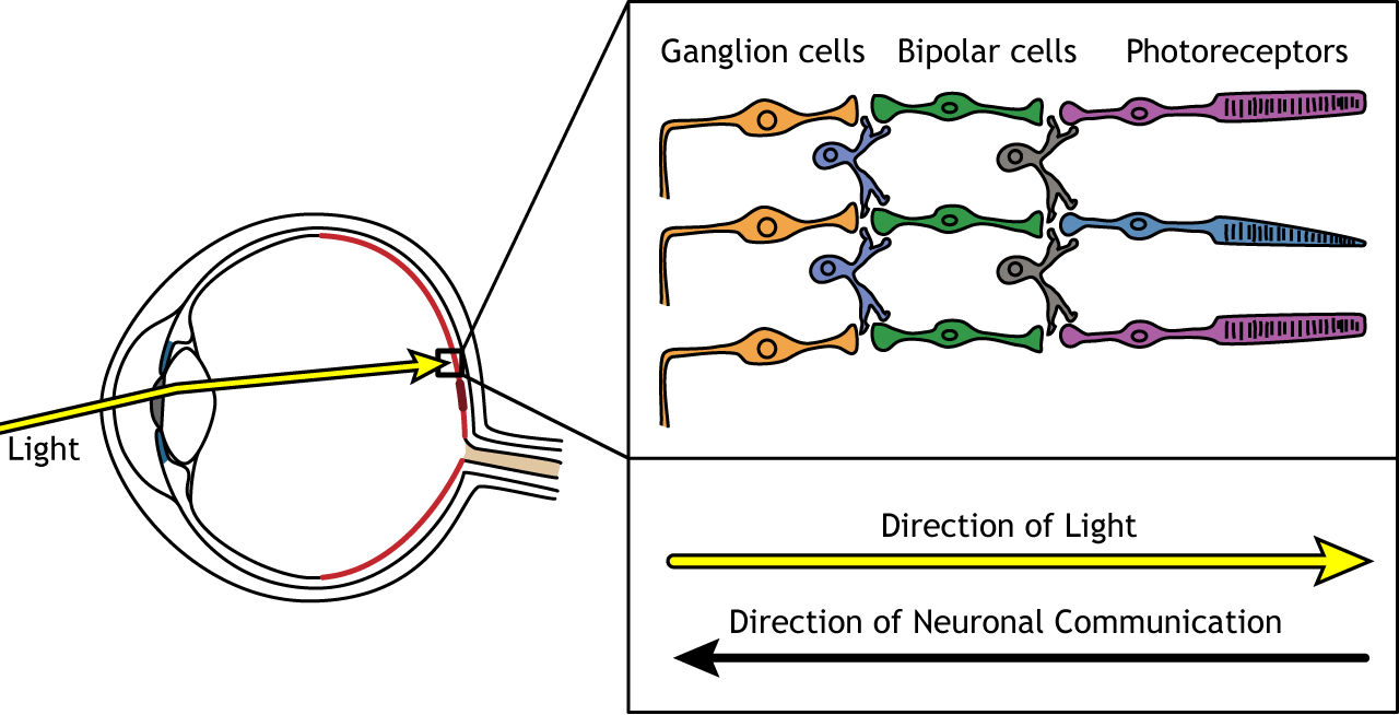 <p>describe the pathway of visual information in the retina </p>