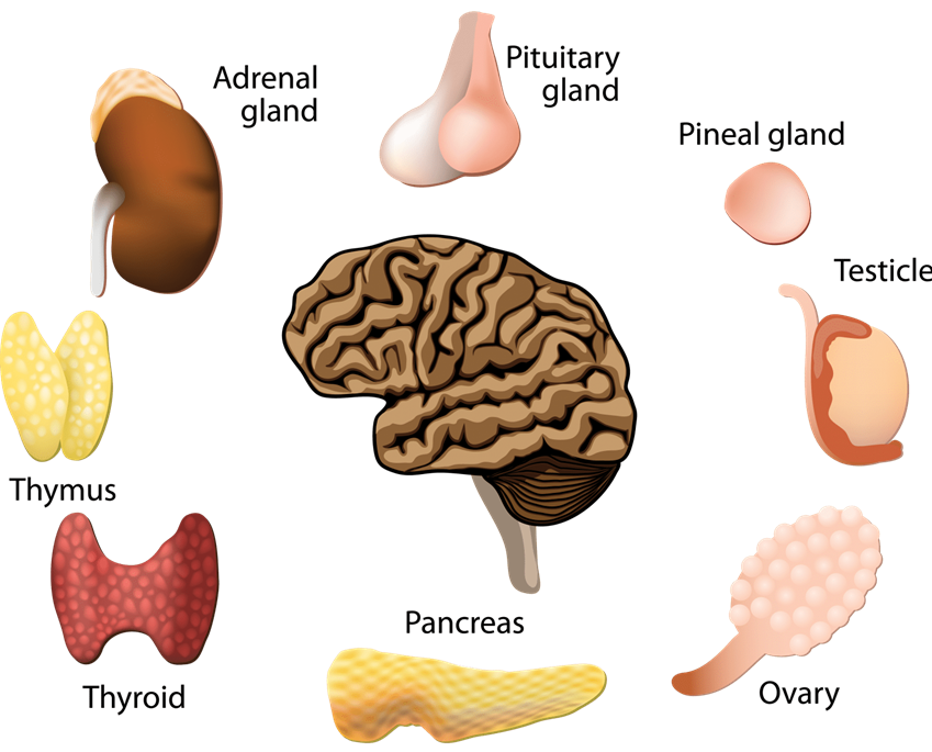 <p>The body system that produces and secretes hormones into the bloodstream to regulate physiological functions</p><p></p>