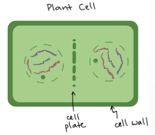 <p>Cytokinesis in <u>plant cells</u></p><ul><li><p>A new cell wall forms down the middle of the cell, splitting it into two</p></li></ul><p></p>