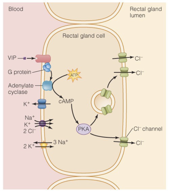 <ul><li><p>salt excretion</p></li><li><p>basolateral side invaginated (SA)</p></li><li><p>Na<sup>+</sup>, Cl<sup>-</sup> move to lumen of gland</p></li></ul><p></p>