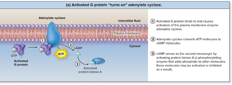 <p>Adenylate Cyclase </p>
