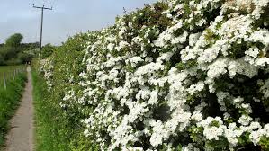 <p>Then I would return to the hawthorns as to those masterpieces which one believes one will see better when one has stopped looking at them for a moment,</p>