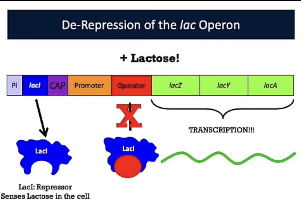 <p>LacI derepression</p>