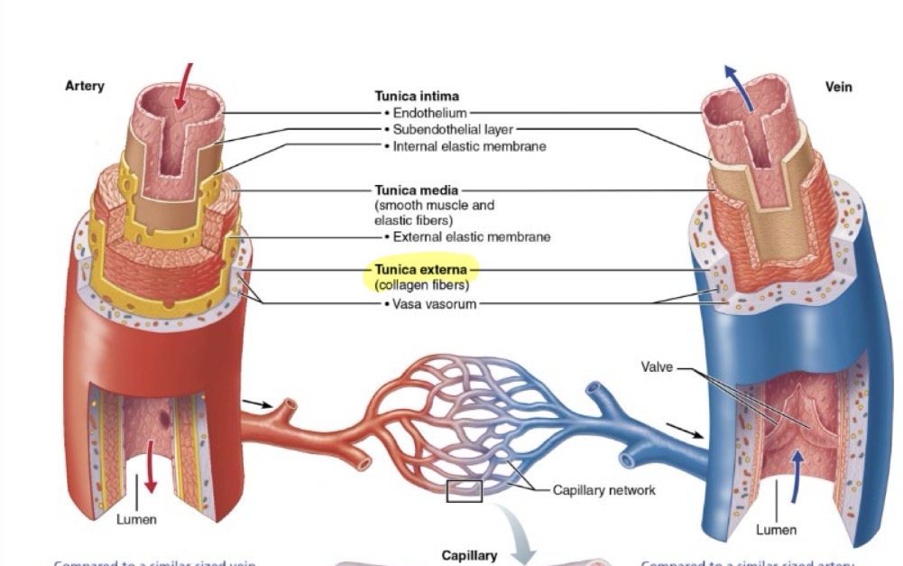 <p>The outermost layer of a vessel wall</p><ul><li><p>Composition: Loose connective tissue</p></li></ul><ul><li><p>Functions: Protects and anchors the vessel; provides a passage for nerves and lymphatic vessels</p></li></ul><p></p>
