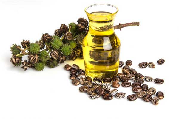 <p>نام علمی : Ricinus Communis </p><p>نام انگلیسی : Castor bean </p><p>اندام دارویی : دانه های رسیده بدون پوسته بیرونی که از آن ها روغن گرچک تهیه میشود. </p><p>کاربرد دارویی : درمان یبوست، قبل از مطالعات پزشکی، قبل از زایمان </p><p>سمیت : پوسته‌ی بیرونی به علت ماده سمی و کشنده‌ی ریسین باید از دانه ها جدا شود.  </p>