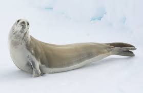 <p>Crab eater seal</p>