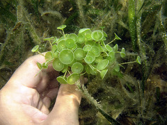 <p>Domain: Eukarya</p><p>Phylum: Chlorophyta (Green algae)</p><p>Kingdom: Protista</p><p>Class: Ulvophyceae</p><p>Genus: /Acetabularia/</p><p>Form: Unicellular</p><p>Life Cycle: Gametic</p><p>Structures: </p><p> - Wine glass shape</p>