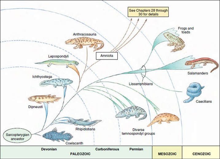 <p>Which of these is an amphibian? </p>