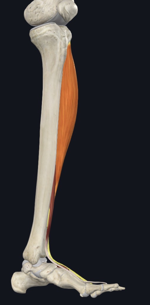 <p>Extends lateral four digits and dorsiflexes ankle joint</p>