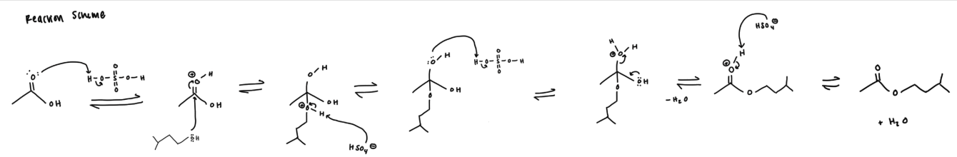 <p>remember we are in acidic conditions so the carbonyl will get protonated, nucleophilic attack by oxygen, the H on the nucleophile gets deprotonated, one of the OH groups gets protonated, water leaves as a LG, electrons from the other OH form the double bond, and the H on the new carbonyl gets deprotonated</p>
