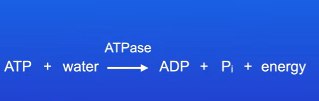 <p>The reaction is catalysed by enzyme ATPase, also called ATP hydrolase.</p><p>This reaction produces ADP (Adenosine Diphosphate)</p><p>Also releases the phosphate group</p>