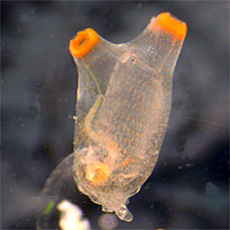 <p>Tunicate (Sea Squirt) -  [3 classes; Tunicates, Ascidians, Sea Squirts]</p>