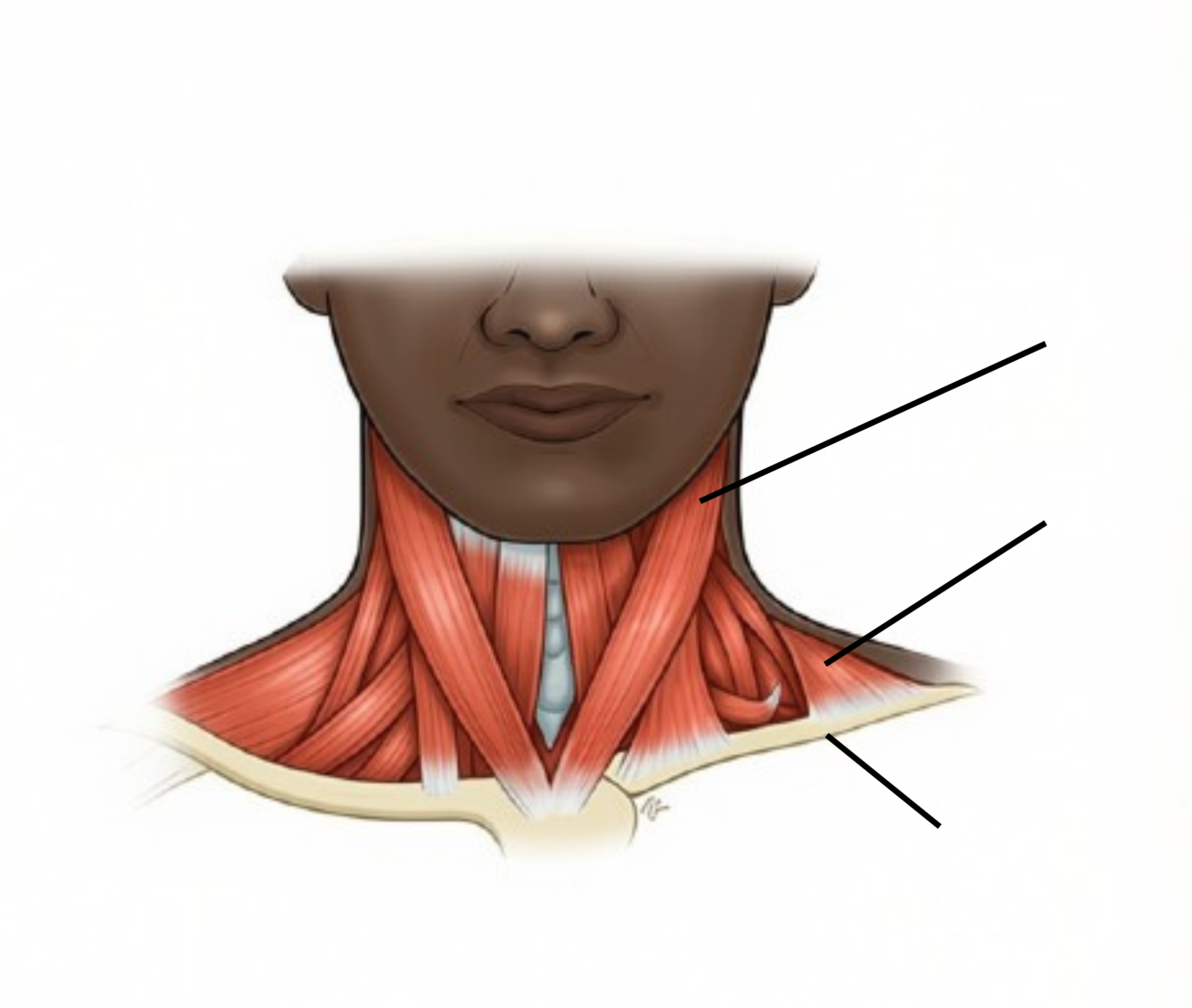 <p><span style="background-color: transparent;">Muscles of the Neck Diagram</span></p>