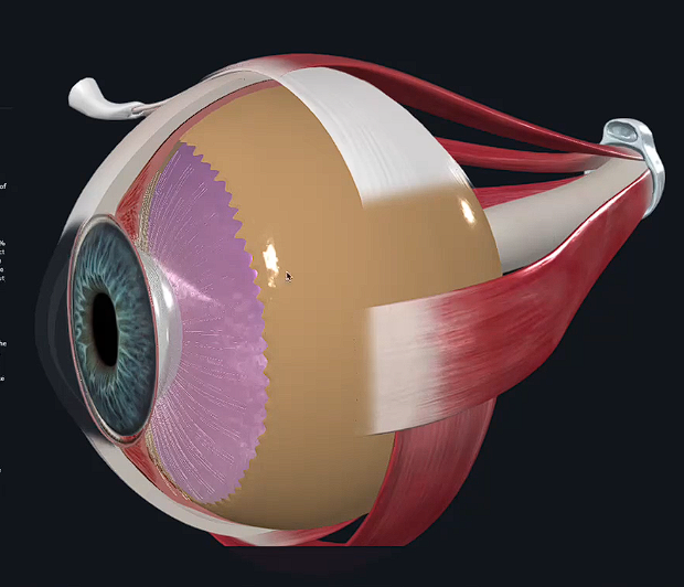 <p>Hint: gelatinous body of the eye</p>