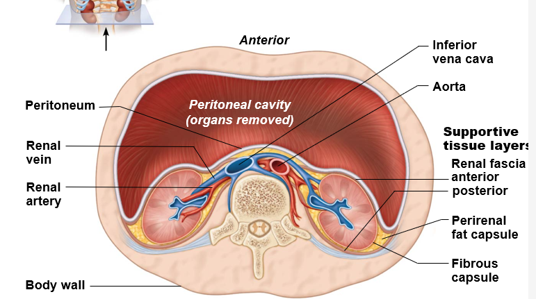 <p>peritoneum </p>